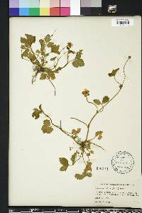 Potentilla indica image