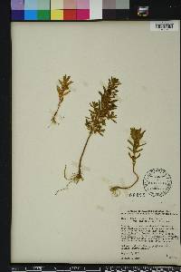 Rotala ramosior image