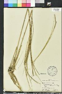 Spartina patens image