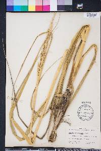 Spartina alterniflora image