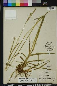 Paspalum floridanum image