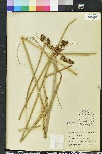 Cyperus ligularis image