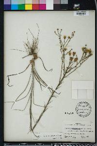 Pityopsis aspera image