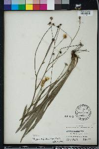 Pityopsis oligantha image