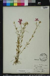 Sabatia campanulata image