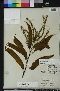 Oxydendrum arboreum image