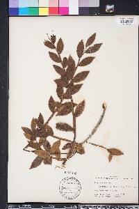 Ulmus alata image