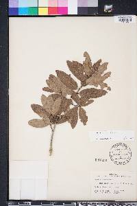 Quercus incana image