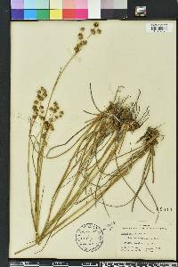 Juncus scirpoides image