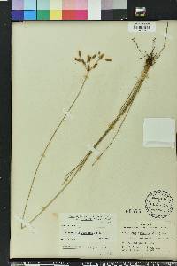 Fimbristylis puberula image