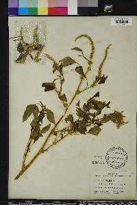 Amaranthus spinosus image