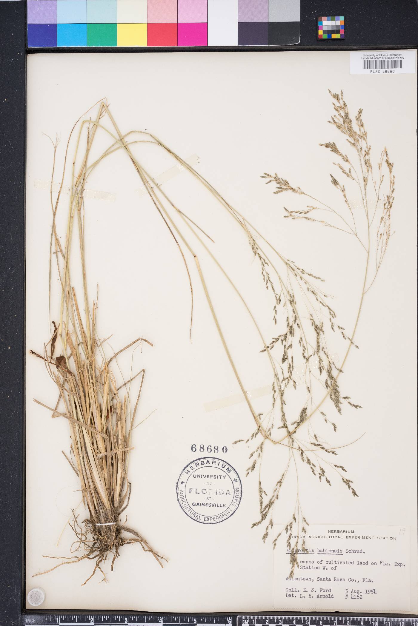 Eragrostis bahiensis image