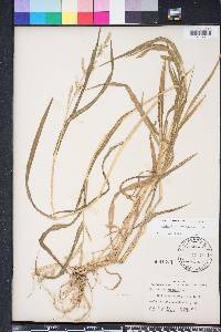 Echinochloa colona image