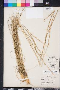 Aristida stricta image