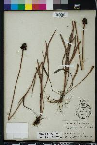 Rudbeckia graminifolia image