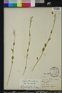 Cardamine bulbosa image