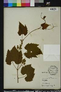 Vitis vulpina image