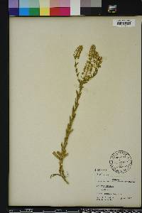 Lepidium campestre image