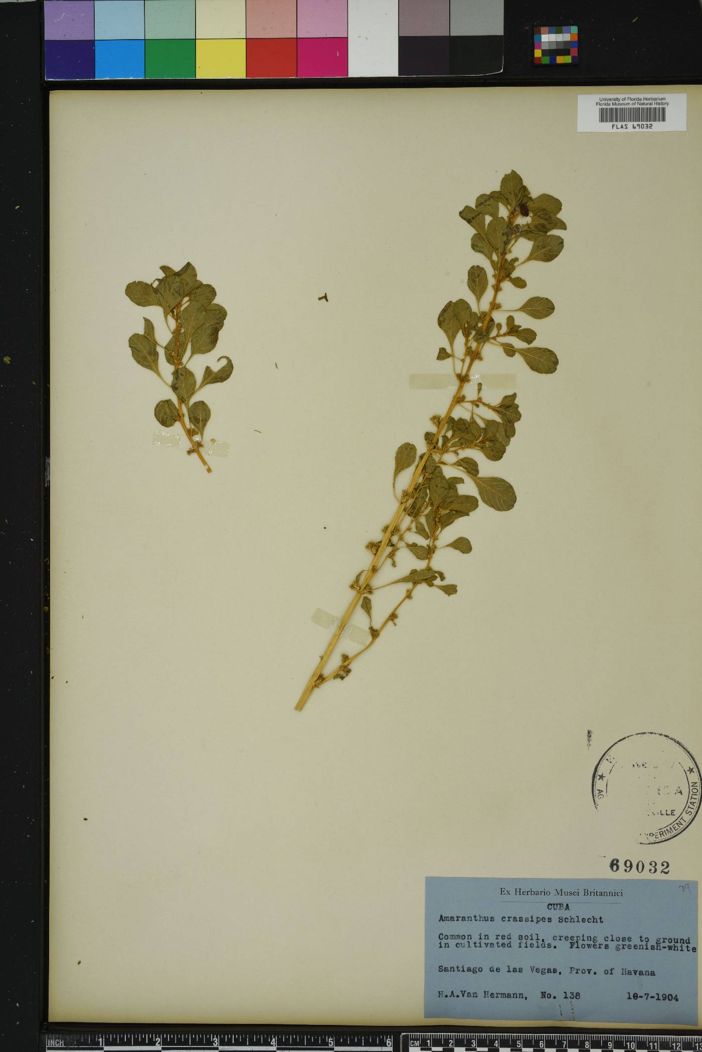 Amaranthus crassipes image