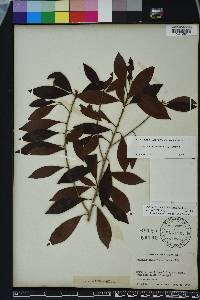 Sideroxylon salicifolium image