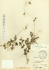 Rhynchosia parvifolia image