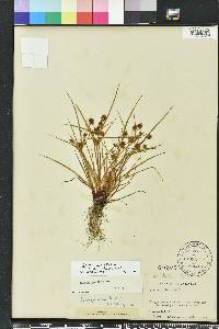 Cyperus squarrosus image