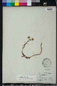 Vernonia blodgettii image