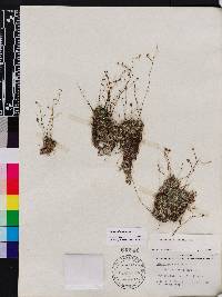 Utricularia gibba image