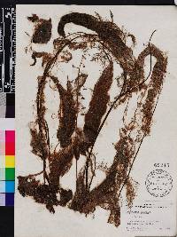 Utricularia foliosa image