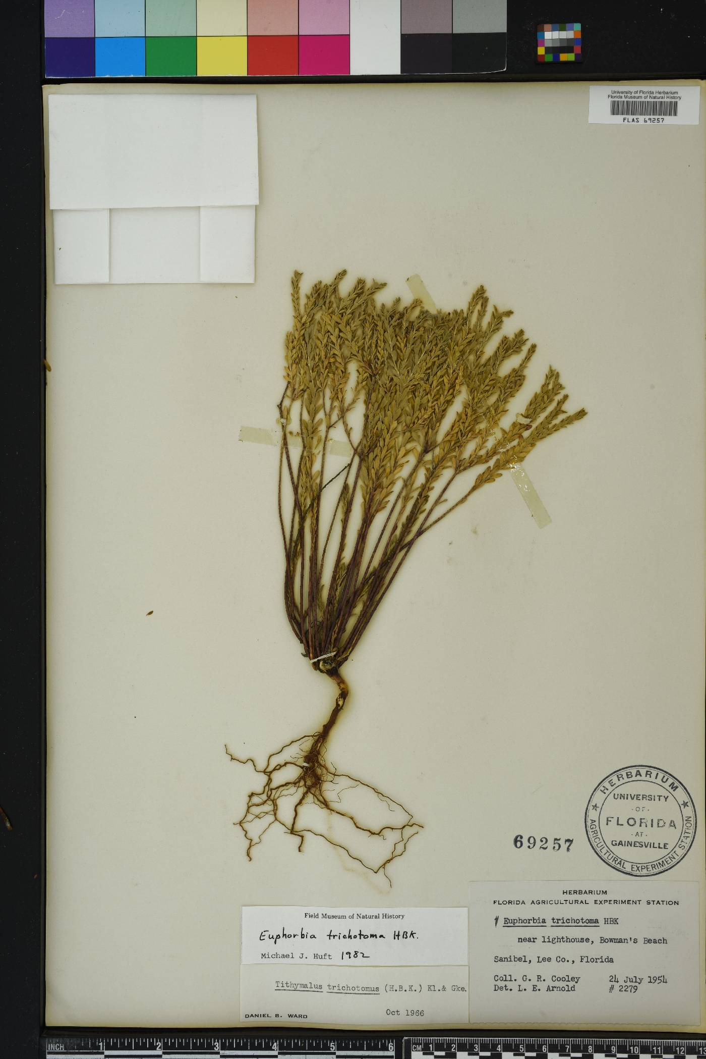 Euphorbia trichotoma image