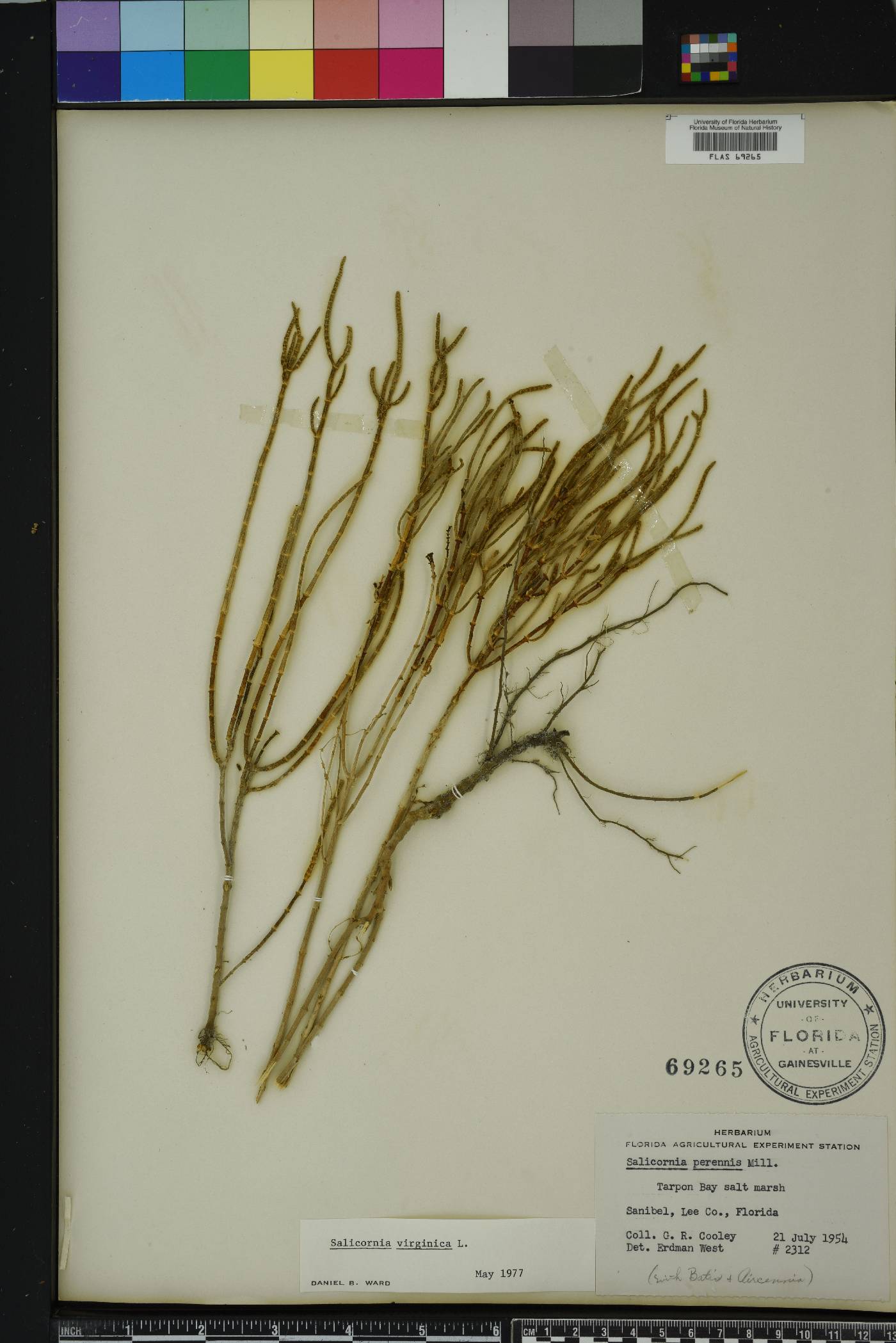 Salicornia ambigua image