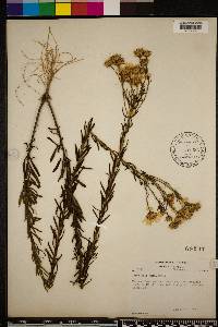 Chrysopsis gossypina subsp. hyssopifolia image