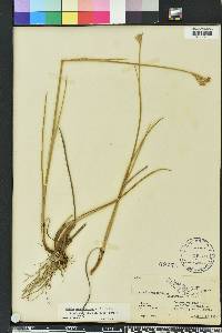 Juncus megacephalus image