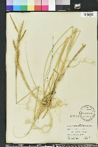 Spartina patens image