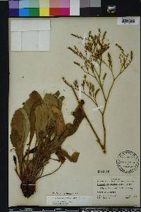 Limonium carolinianum image