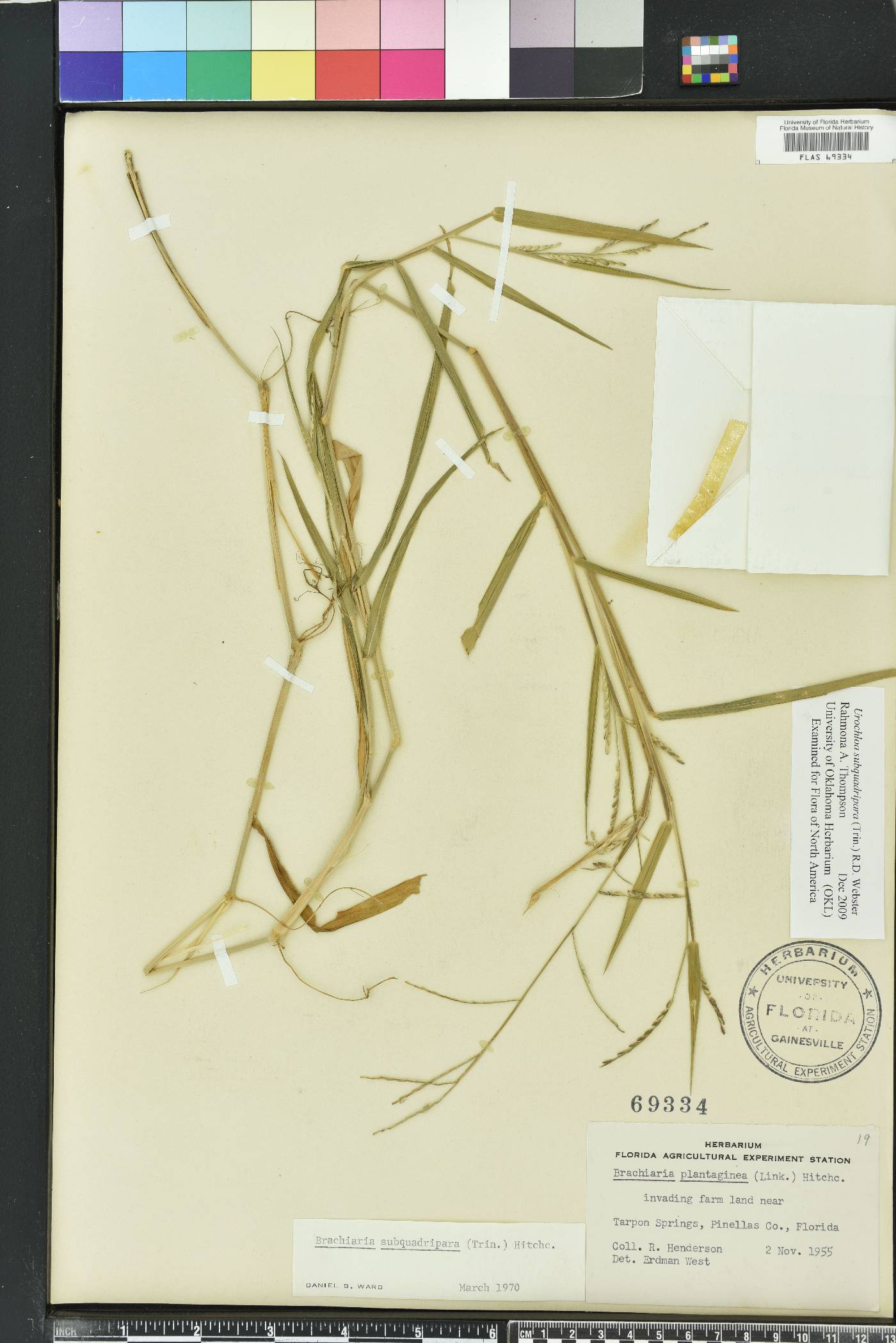 Urochloa distachya image