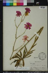 Sabatia decandra image