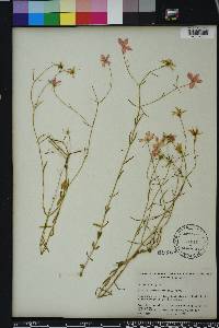 Sabatia campanulata image