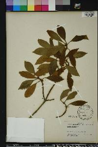 Laurus nobilis image