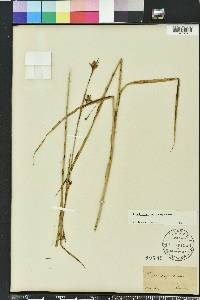 Rhynchospora megalocarpa image