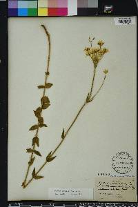 Sabatia difformis image
