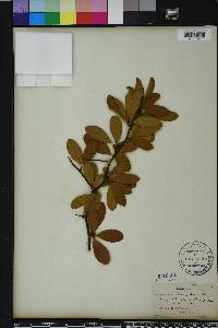 Sideroxylon lanuginosum image