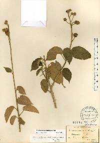 Pavonia paludicola image
