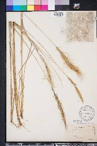 Aristida spiciformis image