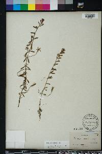 Ludwigia arcuata image