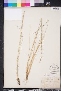 Aristida stricta image