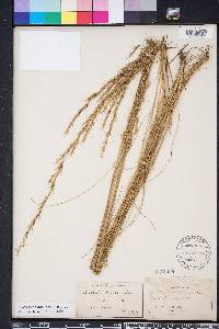 Aristida stricta image