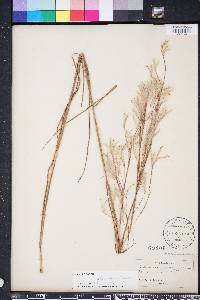 Andropogon floridanus image