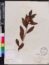 Ludwigia peruviana image