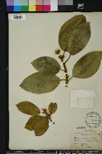 Ficus aurea image